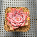Echeveria 'Red Dragon' 2" Succulent Plant Cutting