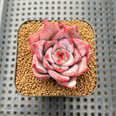 Echeveria 'Red Dragon' 2" Succulent Plant Cutting