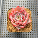 Echeveria 'Red Dragon' 2" Succulent Plant Cutting