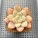 Echeveria 'Valentine' 2"-3" Succulent Plant Cutting