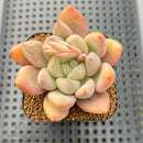 Echeveria 'Valentine' 2"-3" Succulent Plant Cutting
