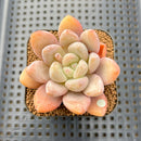 Echeveria 'Valentine' 2"-3" Succulent Plant Cutting