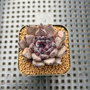 Echeveria 'Black Zaragoza' 1"-2" Succulent Plant Cutting