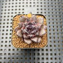 Echeveria 'Black Zaragoza' 1"-2" Succulent Plant Cutting