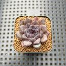 Echeveria 'Black Zaragoza' 1"-2" Succulent Plant Cutting