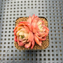 Echeveria 'Cartier' 2" Succulent Plant Cutting