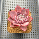 Echeveria 'Red Knot' 2" Succulent Plant Cutting