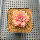 Graptopetalum 'Armand' Variegated 1" Succulent Plant
