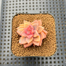 Graptopetalum 'Armand' Variegated 1" Succulent Plant