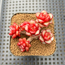 Echeveria 'Fireworks' Selected Clone Cluster 2" Succulent Plant Cutting