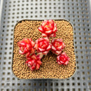 Echeveria 'Fireworks' Selected Clone Cluster 2" Succulent Plant Cutting