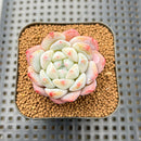 Echeveria 'Biyong' (비경) 1" Succulent Plant Cutting