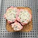 Echeveria 'Biyong' (비경) 2" Cluster Succulent Plant Cutting