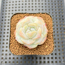 Echeveria sp. 2" Succulent Plant Cutting