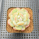 Echeveria 'Fluffy' 2" New Hybrid Succulent Plant Cutting