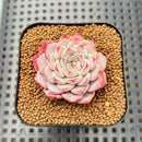 Echeveria 'Nicole' 2" Succulent Plant