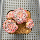 Echeveria 'Meteor' 2" Cluster Changhee Hybrid Succulent Plant