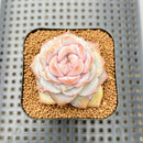 Echeveria 'Pink Barbie' Jelly Type (핑크바비) 2" Succulent Plant