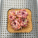 Echeveria 'Obsidian' 2" Cluster New Hybrid Succulent Plant Cutting