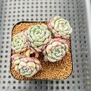 Echeveria 'Indian Rice' (인디안밥) 2"-3" Cluster Succulent Plant Cutting