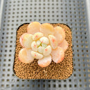 Echeveria 'White Angel' 1"-2" Succulent Plant Cutting