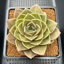 Echeveria 'Natasha Blue' 4" New Hybrid Succulent Plant Cutting