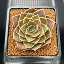 Echeveria 'Natasha Blue' 4" New Hybrid Succulent Plant Cutting