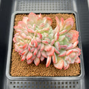 Echeveria 'Onyx' Crested Cluster 3"-4" Succulent Plant Cutting