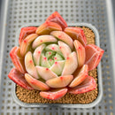 Echeveria 'Pink Champaign' 3" Succulent Plant Cutting