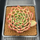 Echeveria Agavoides 'Amestro' Variegated 3"-4" Succulent Plant Cutting