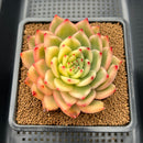 Echeveria Agavoides 'Morgain' Variegated 4"-5" Succulent Plant Cutting