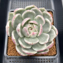 Echeveria 'Spring Rose' Variegated 4"-5" Large Succulent Plant Cutting