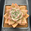 Echeveria 'Nutchi' 4"-5" Large Succulent Plant Cutting