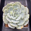 Echeveria 'Snow Shower' 5"-6" Large Succulent Plant Cutting