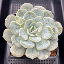 Echeveria 'Snow Shower' 5"-6" Large Succulent Plant Cutting