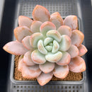 Graptoveria 'Queens Bowl' 4"-5" Large Succulent Plant Cutting