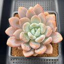 Graptoveria 'Queens Bowl' 4"-5" Large Succulent Plant Cutting