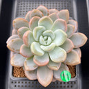 Graptoveria 'Queens Bowl' 4"-5" Large Succulent Plant Cutting