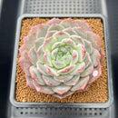 Echeveria 'Icy Orange' ('Orange Monroe' x 'Icy Green) 2"-3" Succulent Plant Cutting