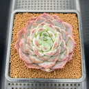 Echeveria 'Icy Orange' ('Orange Monroe' x 'Icy Green) 2"-3" Succulent Plant Cutting