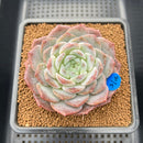 Echeveria 'Icy Orange' ('Orange Monroe' x 'Icy Green) 2"-3" Succulent Plant Cutting