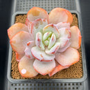 Echeveria 'Cream Tea' 3"-4" Succulent Plant Cutting