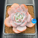 Echeveria 'Cream Tea' 3"-4" Succulent Plant Cutting