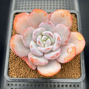 Echeveria 'Cream Tea' 3"-4" Succulent Plant Cutting