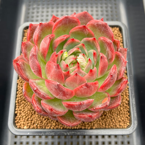 red hole succulent Echeveria 'Deep Red' 4" Large Succulent Plant – True Succulents Plant Co