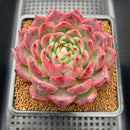 Echeveria 'Deep Red' 4" Large Succulent Plant