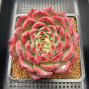 Echeveria 'Deep Red' 4" Large Succulent Plant