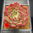 Echeveria 'Deep Red' 4" Large Succulent Plant