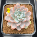 Echeveria 'Miss Jin' 4"-5" Extra Large Succulent Plant Cutting