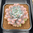 Echeveria 'Miss Jin' 4"-5" Extra Large Succulent Plant Cutting